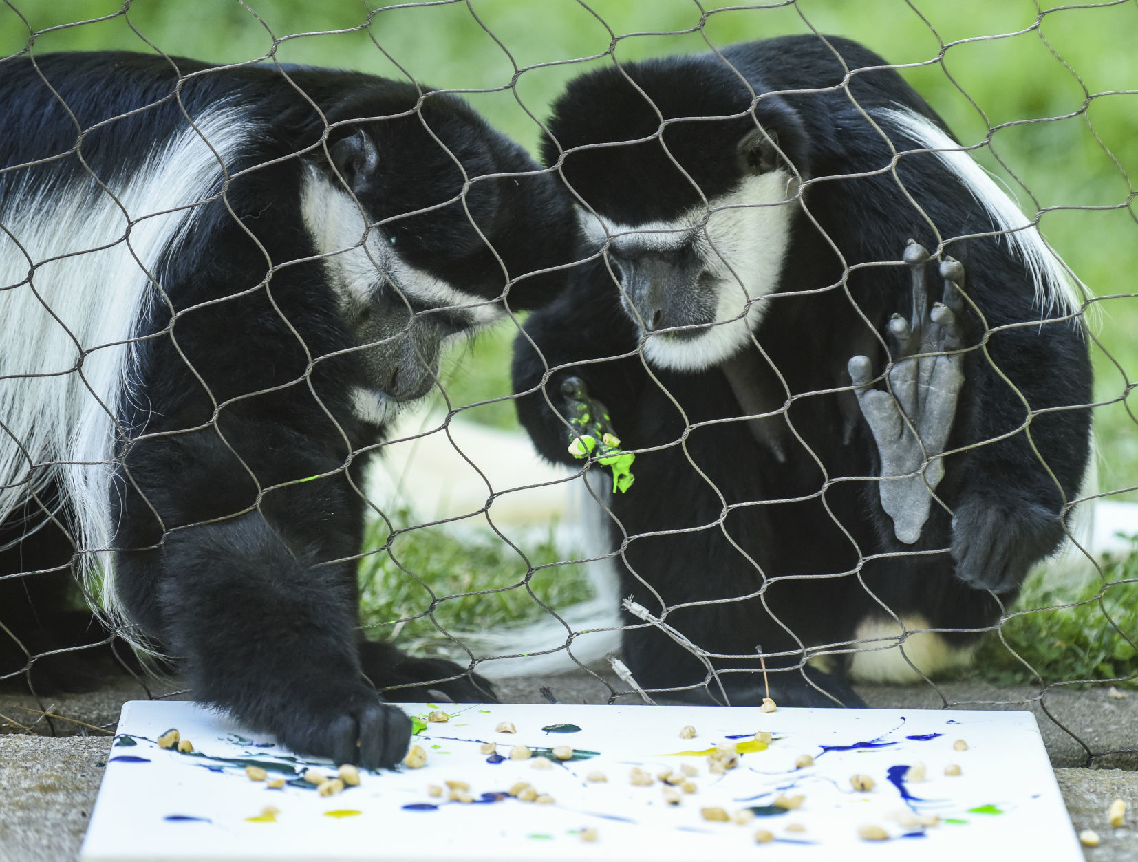 080919-mda-nws-monkey-06.jpg